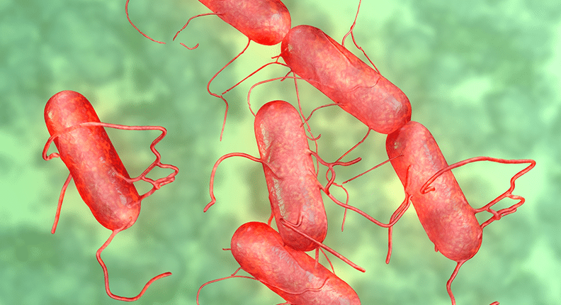 Salmonella infection (salmonellosis) is a common bacterial disease that aff...