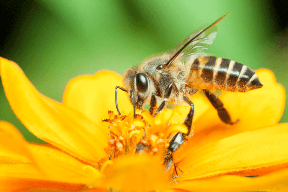 As abelhas são insetos voadores aparentados das vespas e formigas pertencentes à ordem Hymenoptera